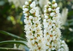 00066353-Prunus-laurocerasus-Schipkaensis-flowers-fragrant-stalk__10762.1572173698.1280.1280-1 (1)