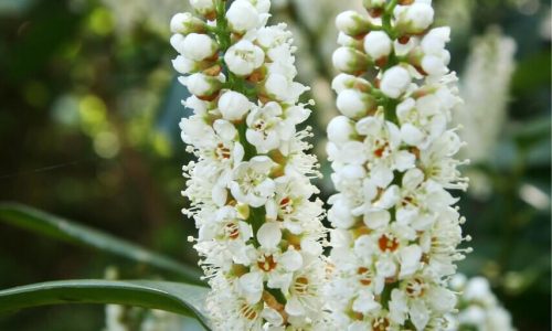 00066353-Prunus-laurocerasus-Schipkaensis-flowers-fragrant-stalk__10762.1572173698.1280.1280-1 (1) 00066353-Prunus-laurocerasus-Schipkaensis-flowers-fragrant-stalk__10762.1572173698.1280.1280-1 (1)