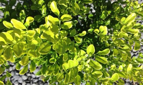 0269049_murraya-paniculataxminamin-hiphigh-foliage_750 0269049_murraya-paniculataxminamin-hiphigh-foliage_750