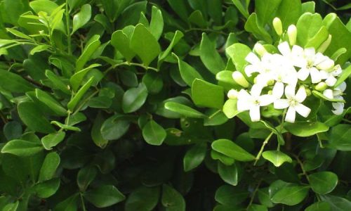 0269050_murraya-paniculataxminamin-hiphigh-fruit-flower_750 0269050_murraya-paniculataxminamin-hiphigh-fruit-flower_750