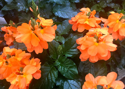 10-27-16-Crossandra (1)