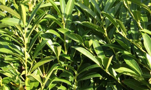 6759-Prunus-laurocerasus-Schipkaensis-skip-laurel-InstantHedge__64264.1572173698.1280.1280-1 (1) 6759-Prunus-laurocerasus-Schipkaensis-skip-laurel-InstantHedge__64264.1572173698.1280.1280-1 (1)