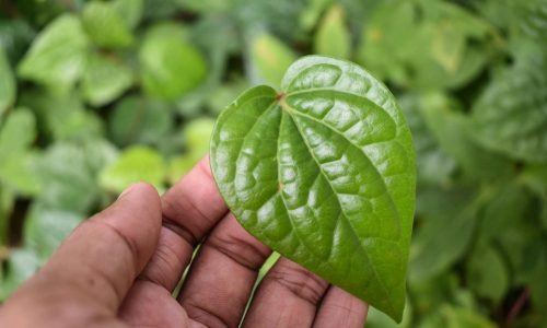Anti-diabetic_Properties Anti-diabetic_Properties
