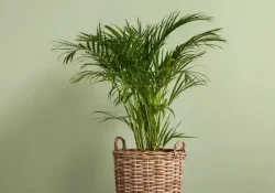 Areca-Palm_2 (1)