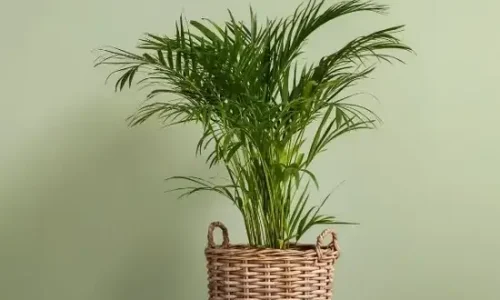 Areca-Palm_2 (1) Areca-Palm_2 (1)