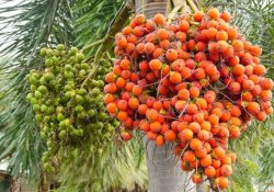 Arecanut-Cultivation1 (1)