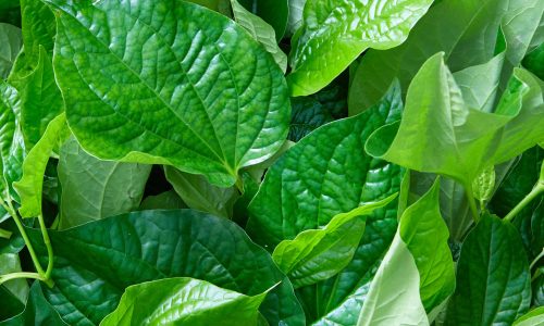 Betel-Leaves-5EC5C14C69054 (1) Betel-Leaves-5EC5C14C69054 (1)