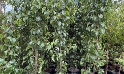 Capital-Pears-30cm-600x784 (1)