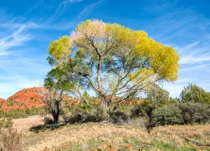 Fremont-cottonwood-tree Fremont-cottonwood-tree