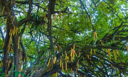 Moringa-2 (1)