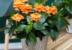 Orange_Marrmelade_Crossandra_greenparadise (1)