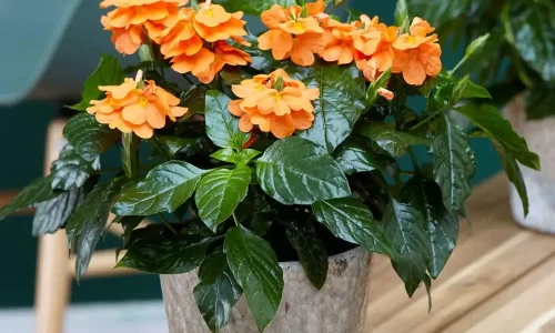 Orange_Marrmelade_Crossandra_greenparadise (1)