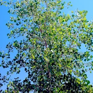 Quaking-aspen-poplar-trees-North-America-bark Quaking-aspen-poplar-trees-North-America-bark
