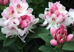 Rhododendron-Albert-Schweitzer-89057-1 (1)