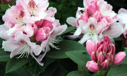 Rhododendron-Albert-Schweitzer-89057-1 (1)