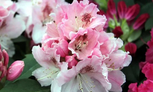 Rhododendron-Albert-Schweitzer-89057-2 (1)
