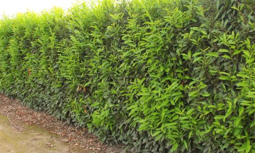 Schip-laurel-hedge-in-Silverton-2 (1) Schip-laurel-hedge-in-Silverton-2 (1)