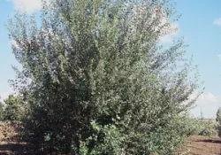 White-poplar