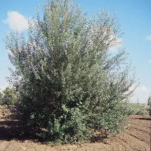 White-poplar White-poplar