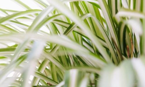 alberto-nicoletta-3SFYql1q3uE-unsplash (1) alberto-nicoletta-3SFYql1q3uE-unsplash (1)