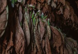 alex-plesovskich-5E_UvcjfwiU-unsplash (1)