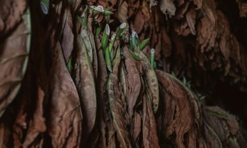 alex-plesovskich-5E_UvcjfwiU-unsplash (1) alex-plesovskich-5E_UvcjfwiU-unsplash (1)