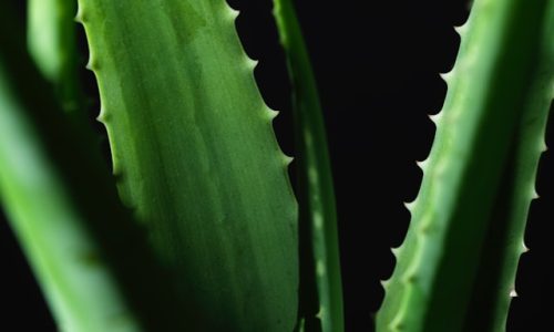 alice-mourou-HPWZsiZ8xiQ-unsplash alice-mourou-HPWZsiZ8xiQ-unsplash