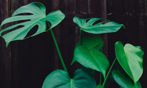 amy-lister--BMDx23zVqA-unsplash amy-lister--BMDx23zVqA-unsplash