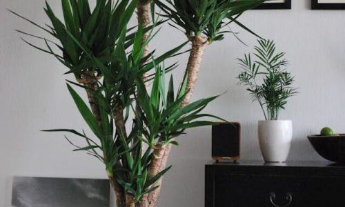 anca-gabriela-zosin-f3e9p4_lqRw-unsplash (1) anca-gabriela-zosin-f3e9p4_lqRw-unsplash (1)