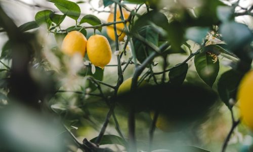 annie-spratt-60MPOHqcrWU-unsplash annie-spratt-60MPOHqcrWU-unsplash