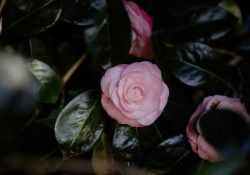 annie-spratt-7eBlxpIm7rs-unsplash (1)