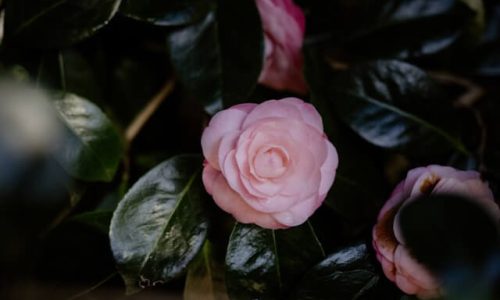 annie-spratt-7eBlxpIm7rs-unsplash (1) annie-spratt-7eBlxpIm7rs-unsplash (1)