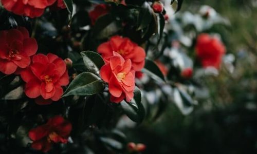 annie-spratt-QzJxKsK_2mk-unsplash (1) annie-spratt-QzJxKsK_2mk-unsplash (1)