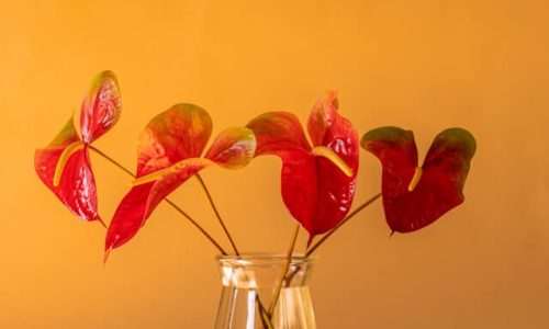 ashley-kaneko-Ay8fbR49Egk-unsplash (1) ashley-kaneko-Ay8fbR49Egk-unsplash (1)