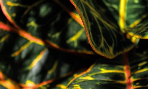 aurelia-ferreira-Pss--2SflNA-unsplash (1) aurelia-ferreira-Pss--2SflNA-unsplash (1)