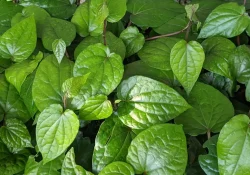 betelleaf_460x@2x (1)