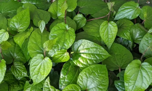 betelleaf_460x@2x (1) betelleaf_460x@2x (1)
