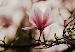 bianca-ackermann-2-270NrT_BM-unsplash