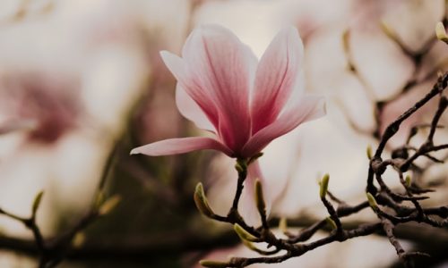bianca-ackermann-2-270NrT_BM-unsplash bianca-ackermann-2-270NrT_BM-unsplash