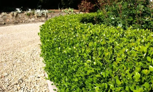 buxus_faulkner.jpg buxus_faulkner.jpg