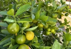 calamansi-calamondin-qld-only_img2-1.jpg