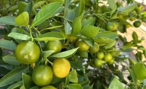 calamansi-calamondin-qld-only_img2-1.jpg calamansi-calamondin-qld-only_img2-1.jpg