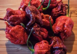 carolina-reaper1 (1)