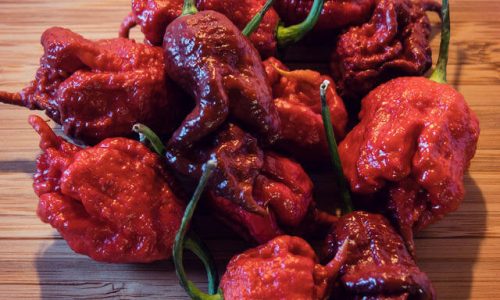 carolina-reaper1 (1) carolina-reaper1 (1)