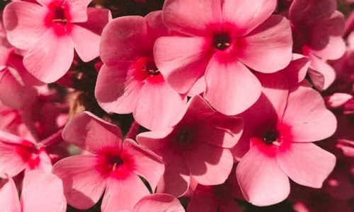 charlota-blunarova-wxZJ-V6DPKc-unsplash (1) charlota-blunarova-wxZJ-V6DPKc-unsplash (1)
