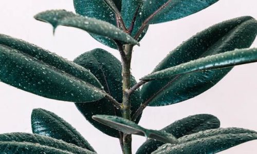 cj-dayrit-N7qkRnzVZok-unsplash (1) cj-dayrit-N7qkRnzVZok-unsplash (1)
