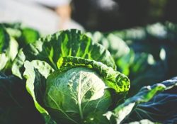 clint-mckoy-AnBKV3nlIZg-unsplash (1) (1)