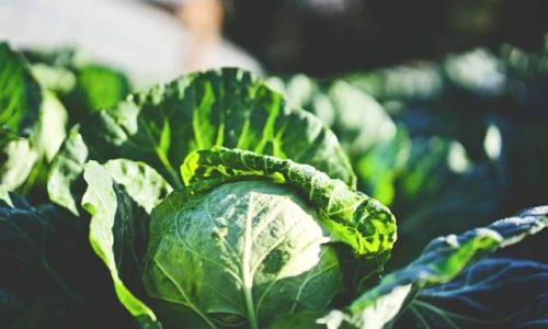 clint-mckoy-AnBKV3nlIZg-unsplash (1) (1) clint-mckoy-AnBKV3nlIZg-unsplash (1) (1)