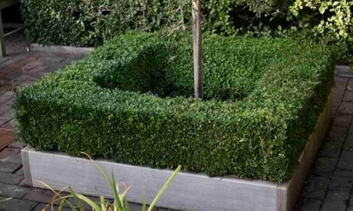 clipped-drawf-box-edging-to-a-small-square-bed-600x400 clipped-drawf-box-edging-to-a-small-square-bed-600x400
