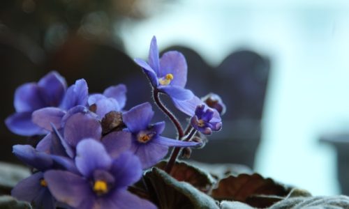 corina-bianca-alb-oatNLuTMfiY-unsplash corina-bianca-alb-oatNLuTMfiY-unsplash